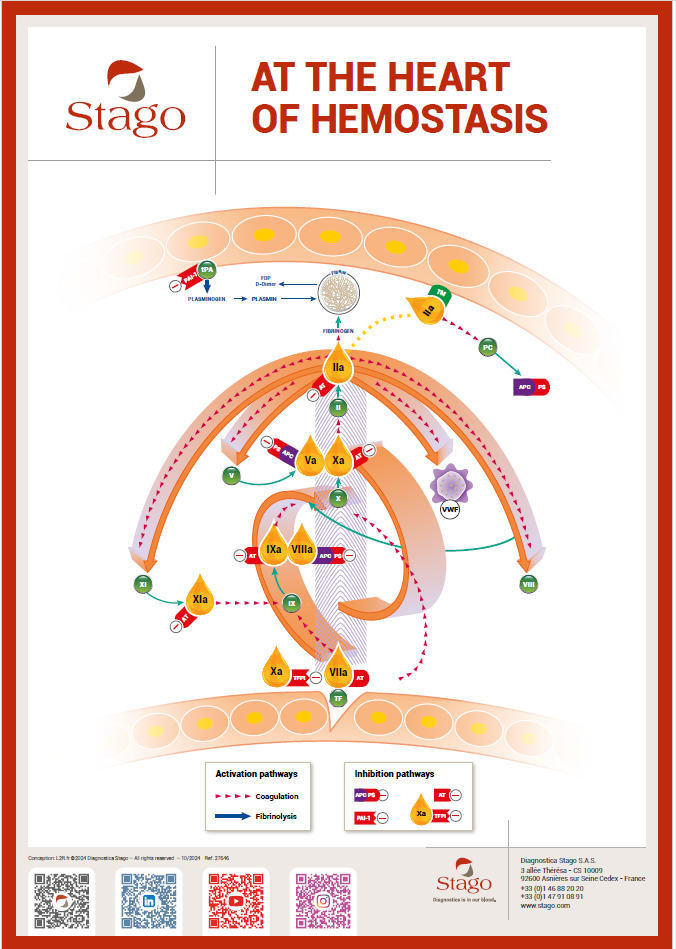 Hemostasis coagulation cascade