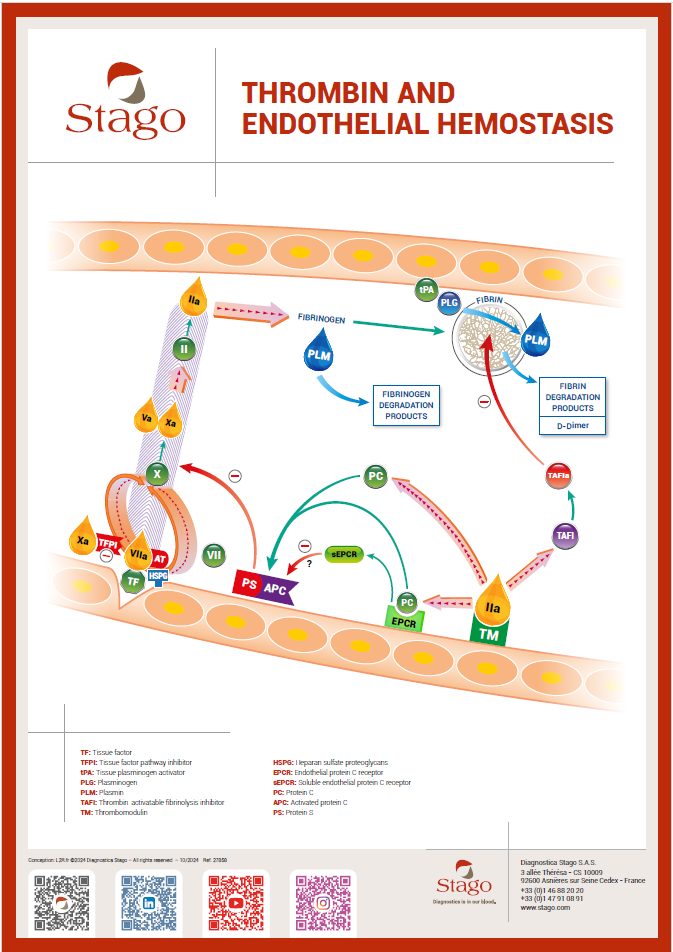 Thrombin and endothelial hemostasis focus