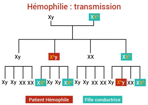 HemophiliaB_Origine_FR_Stago